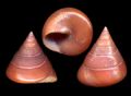 Calliostoma laugeri